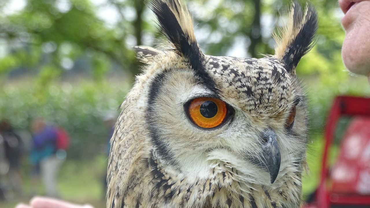 Image - bird of prey owl eurasian eagle owl