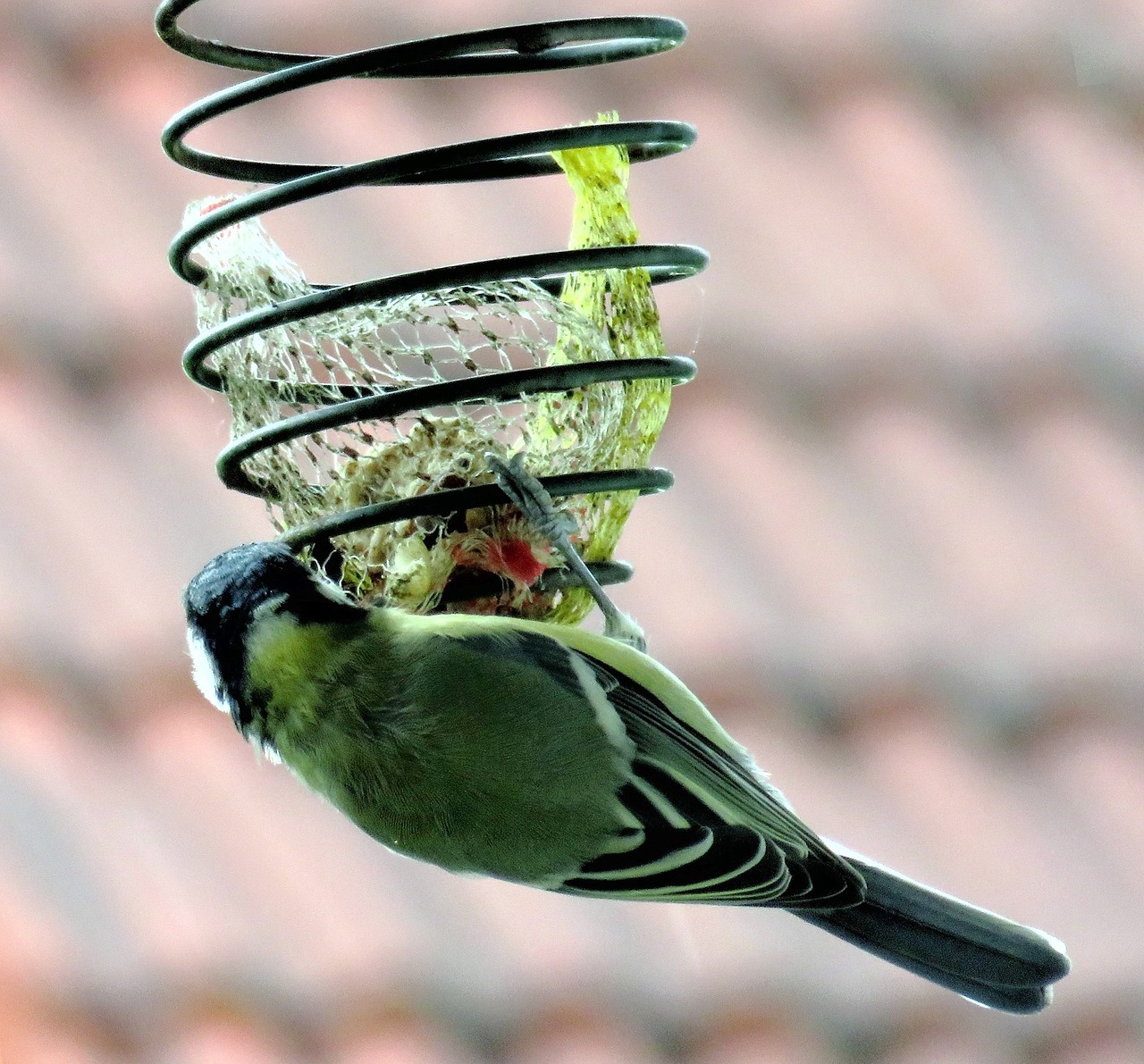 Image - bird tit songbird green plumage