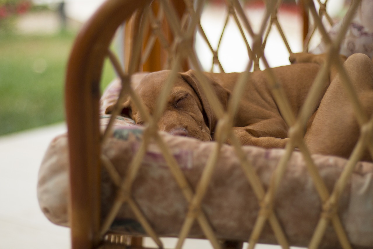 Image - dog sleep recreation armchair