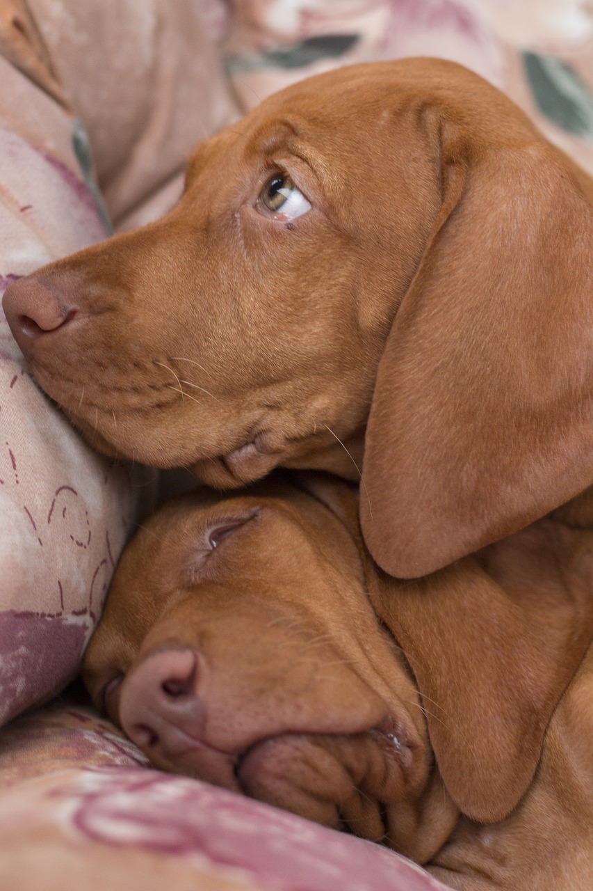 Image - dog sleep recreation armchair