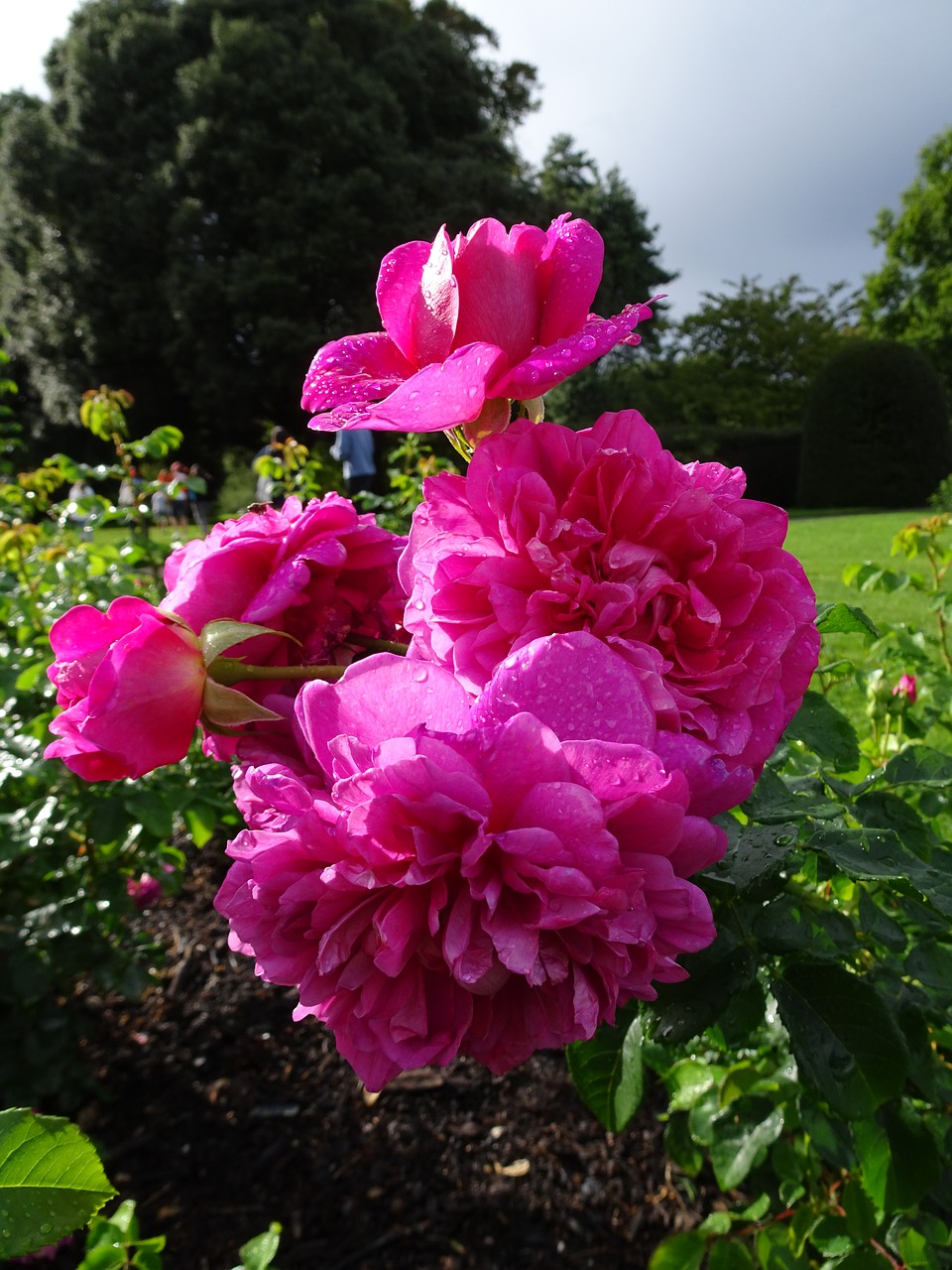 Image - london kew gardens flowers rose