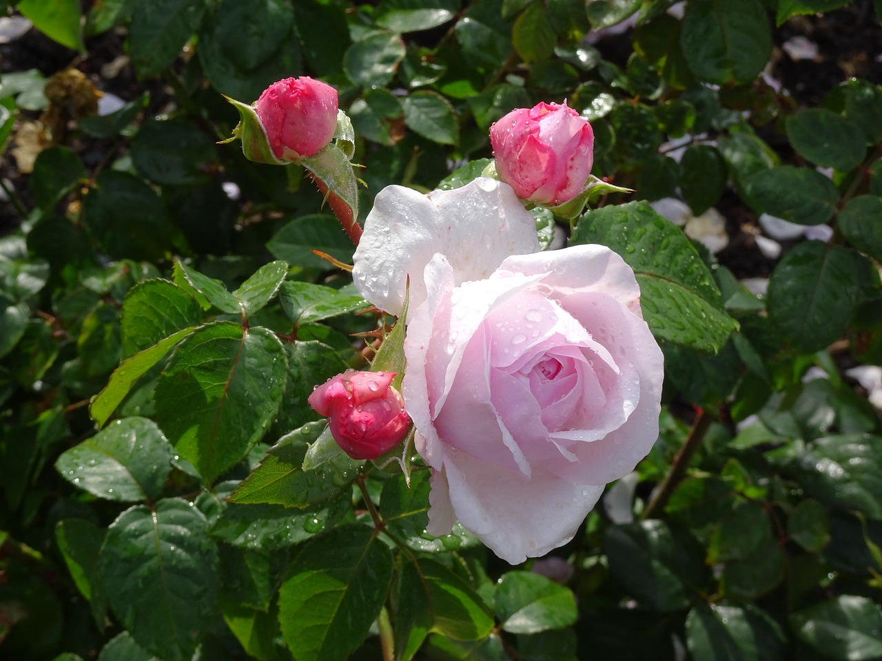 Image - london kew gardens flowers rose