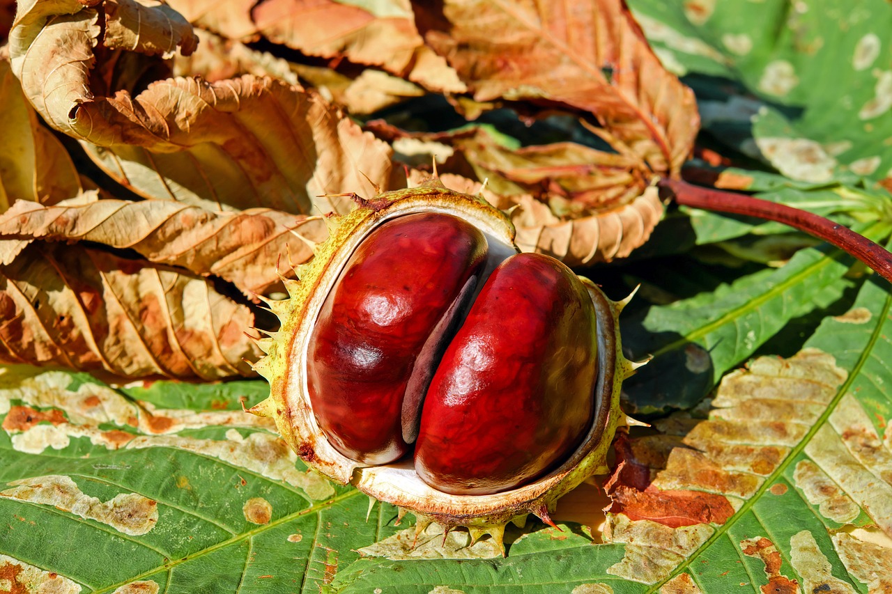 Image - chestnut buckeye