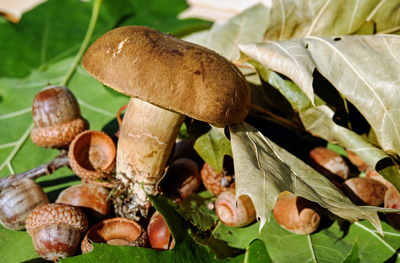 Image - goat lip mushroom edible