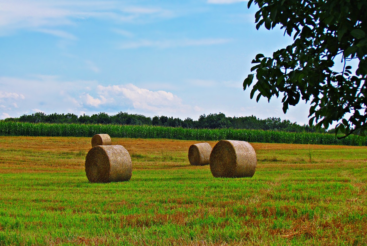 Image - meadow hay grass landscape summer