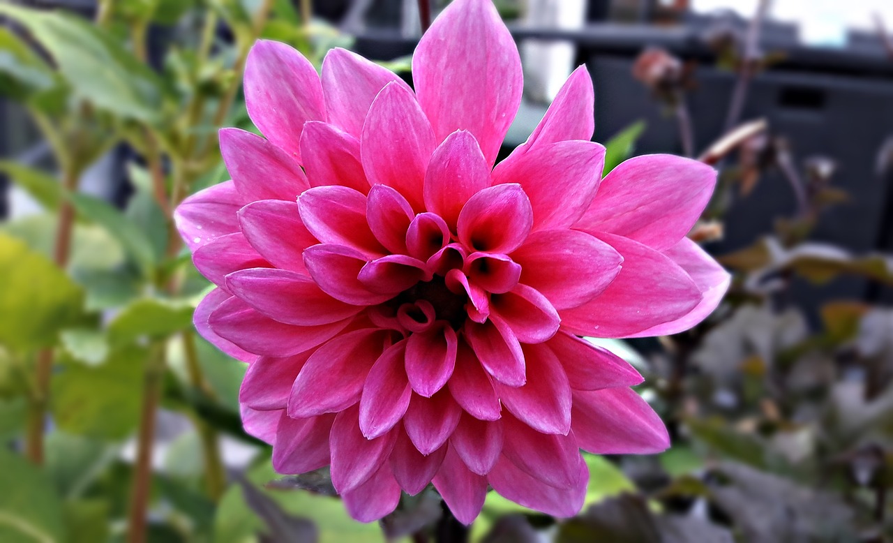 Image - flower dalia garden nature