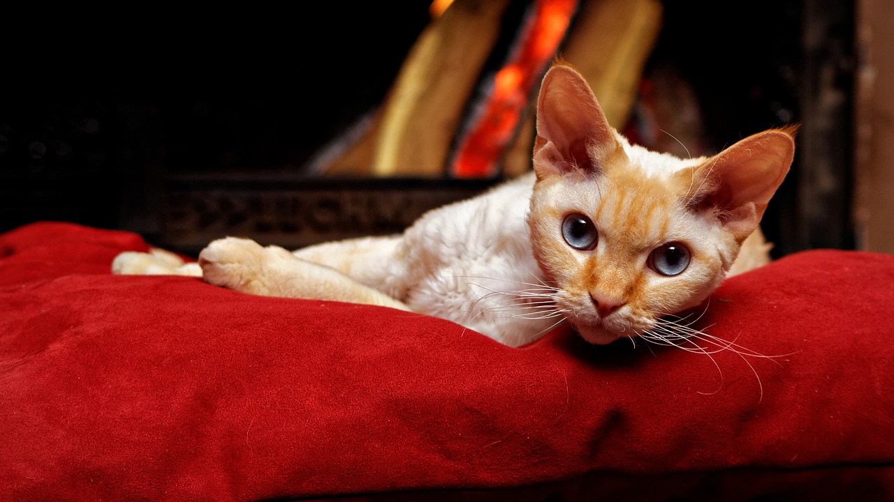 Image - devon rex tomcat cat pillow