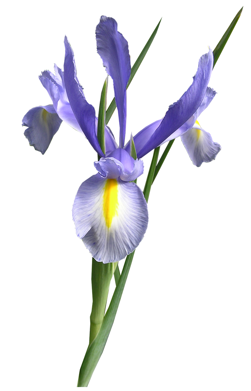 Image - dutch iris blue flower cut out