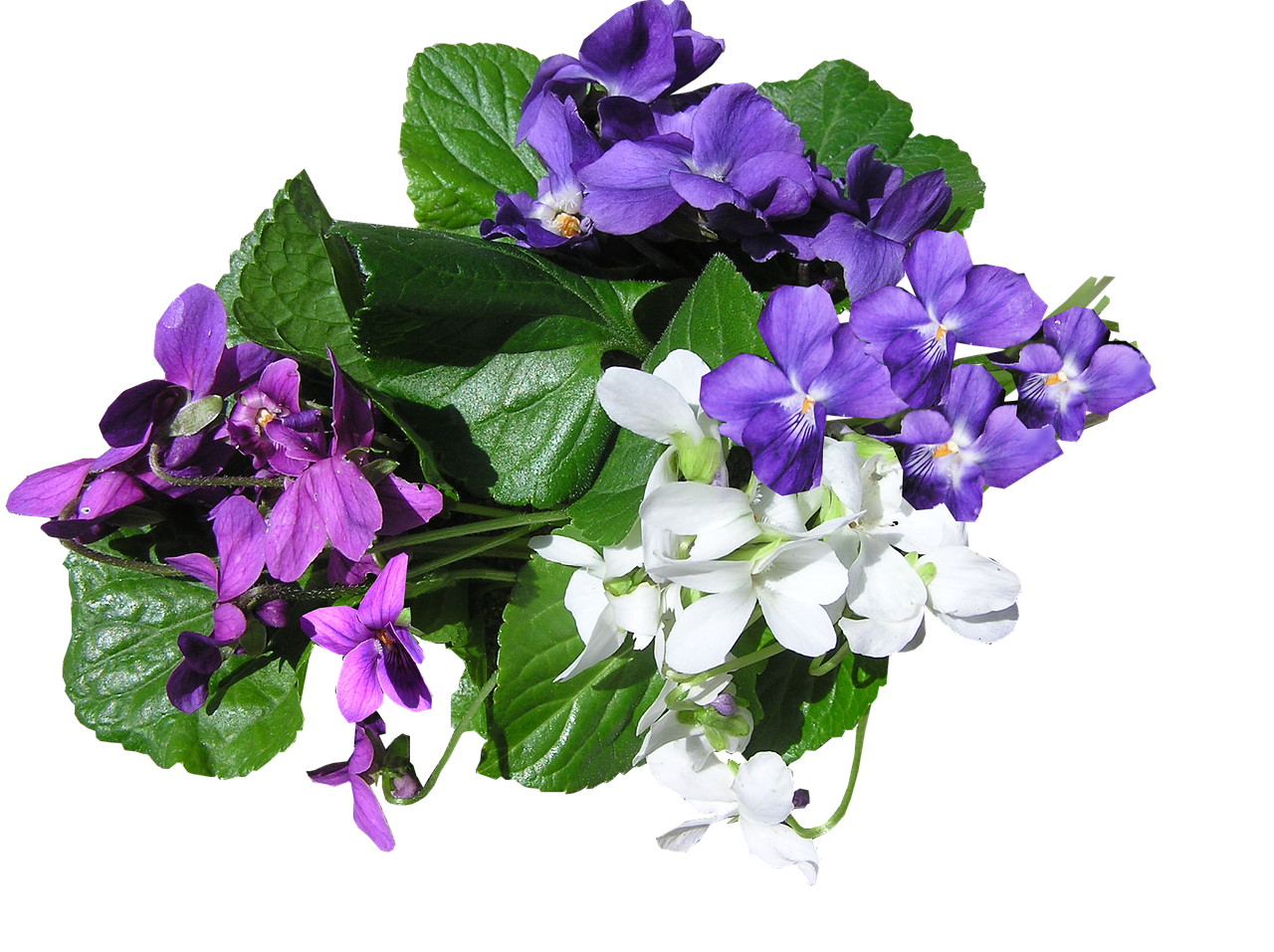 Image - violets mixed colors perfumed