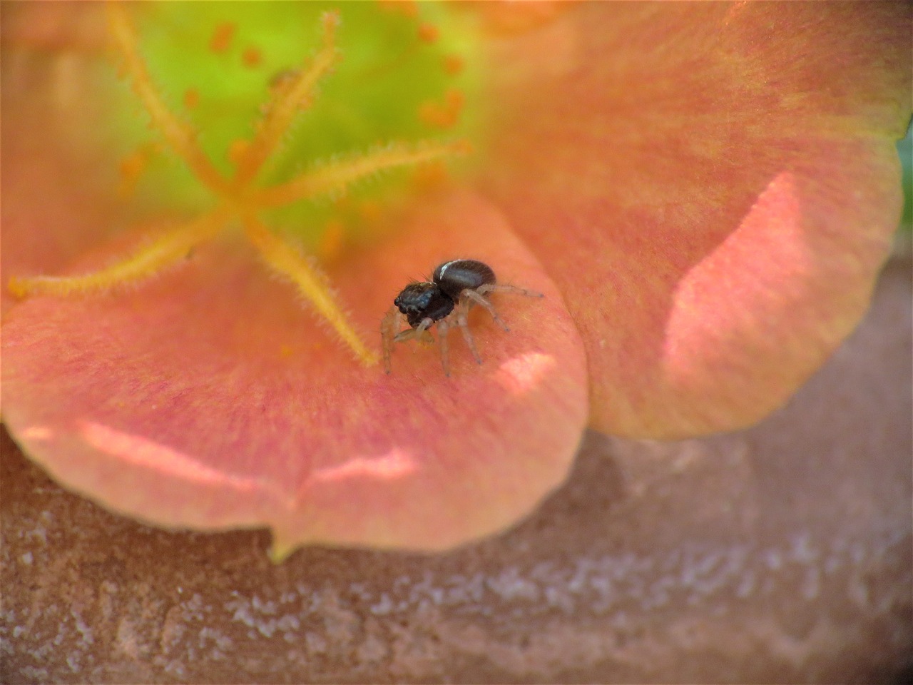 Image - insect spider tiny