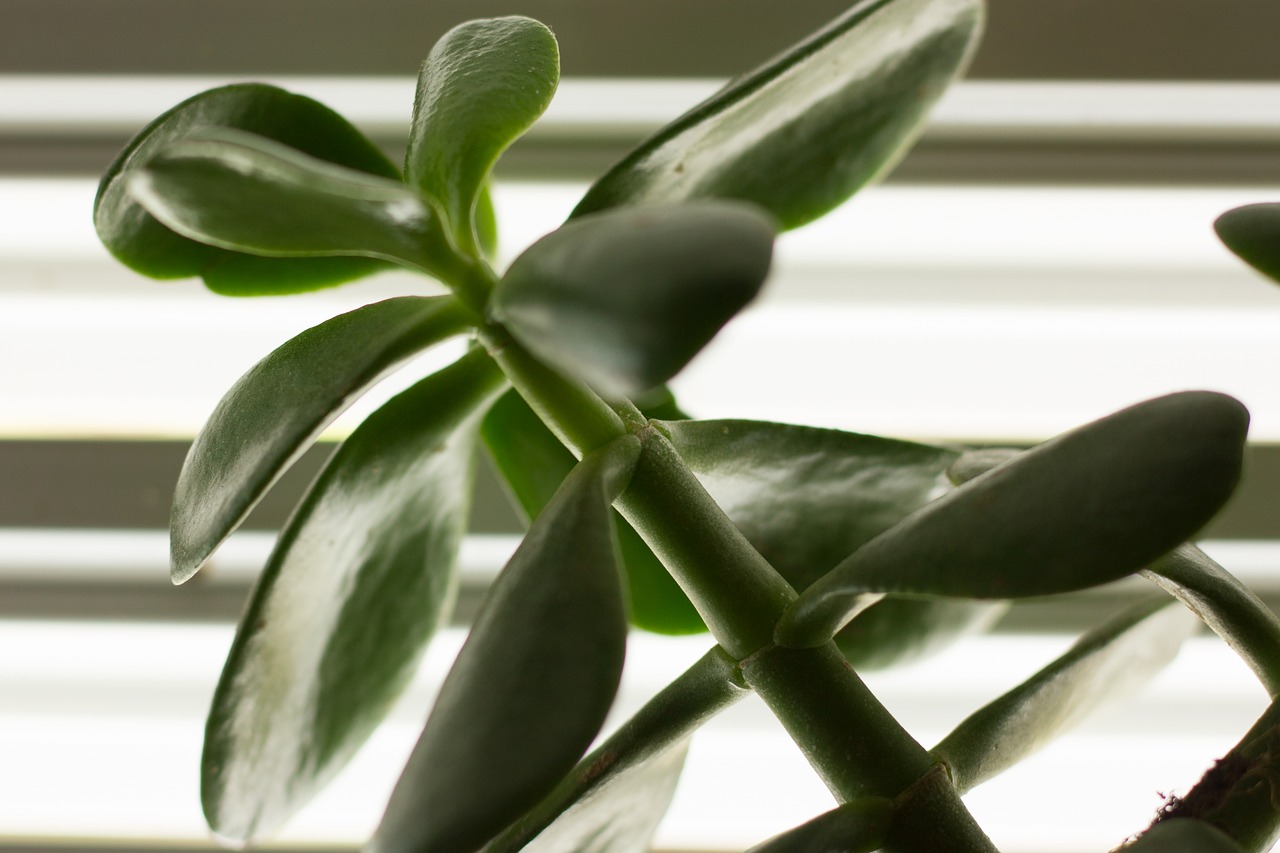 Image - flower green jerdin flowers plant