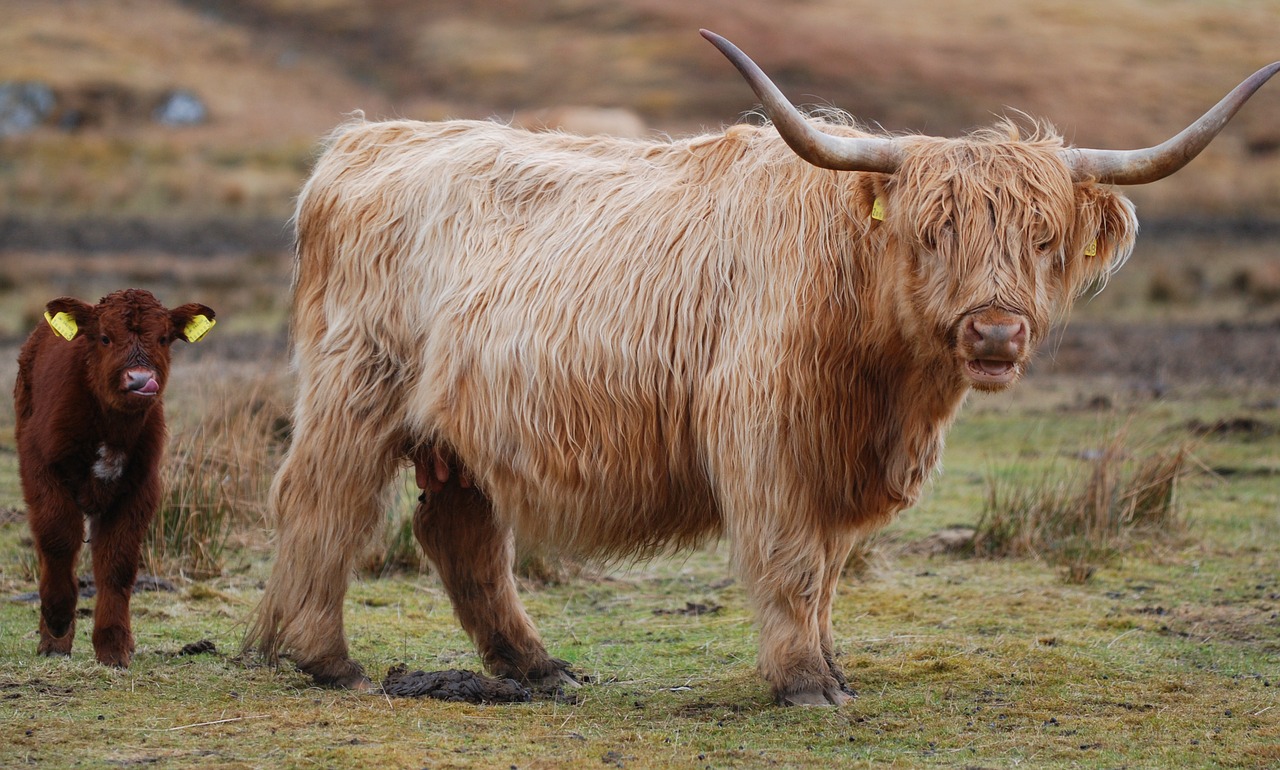 Image - highland cow scotland highland cow