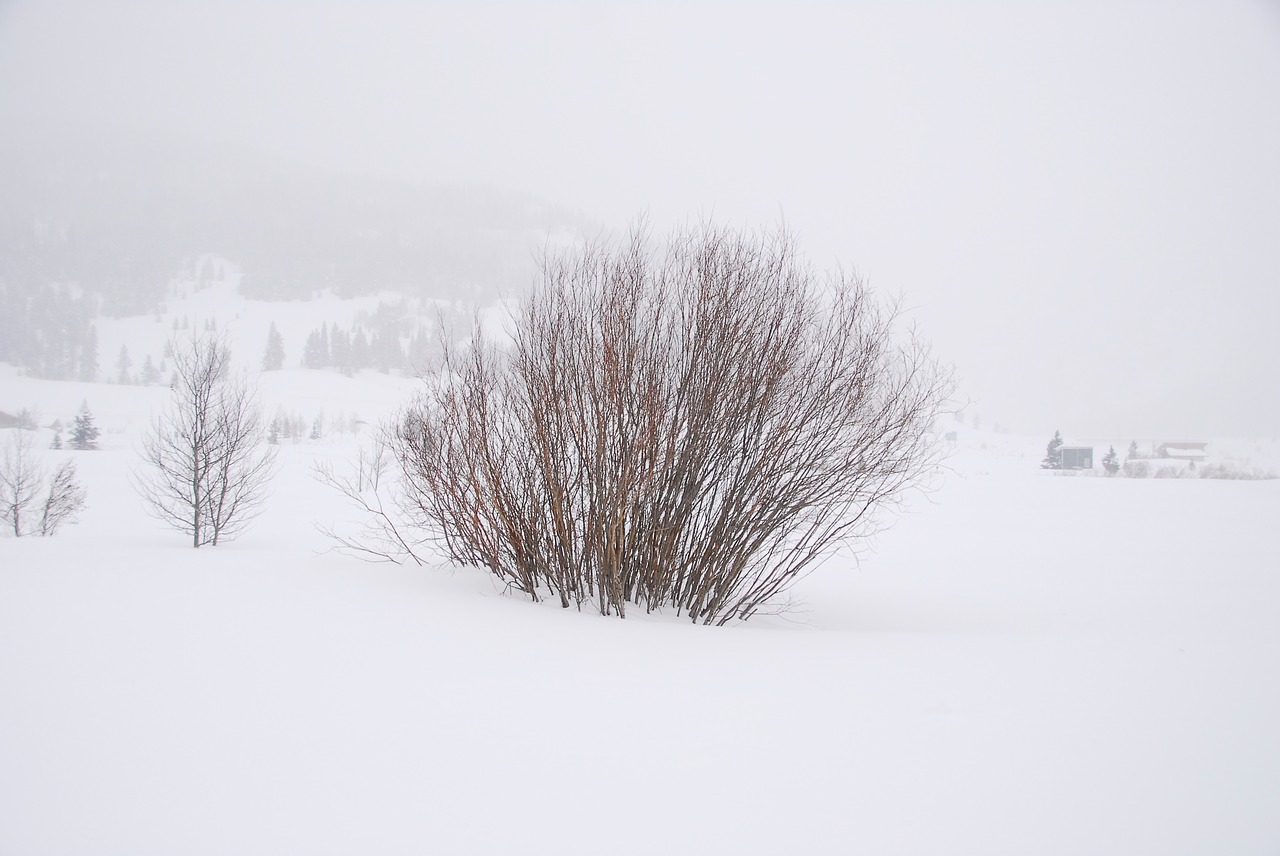 Image - snow whiteout bush cold winter