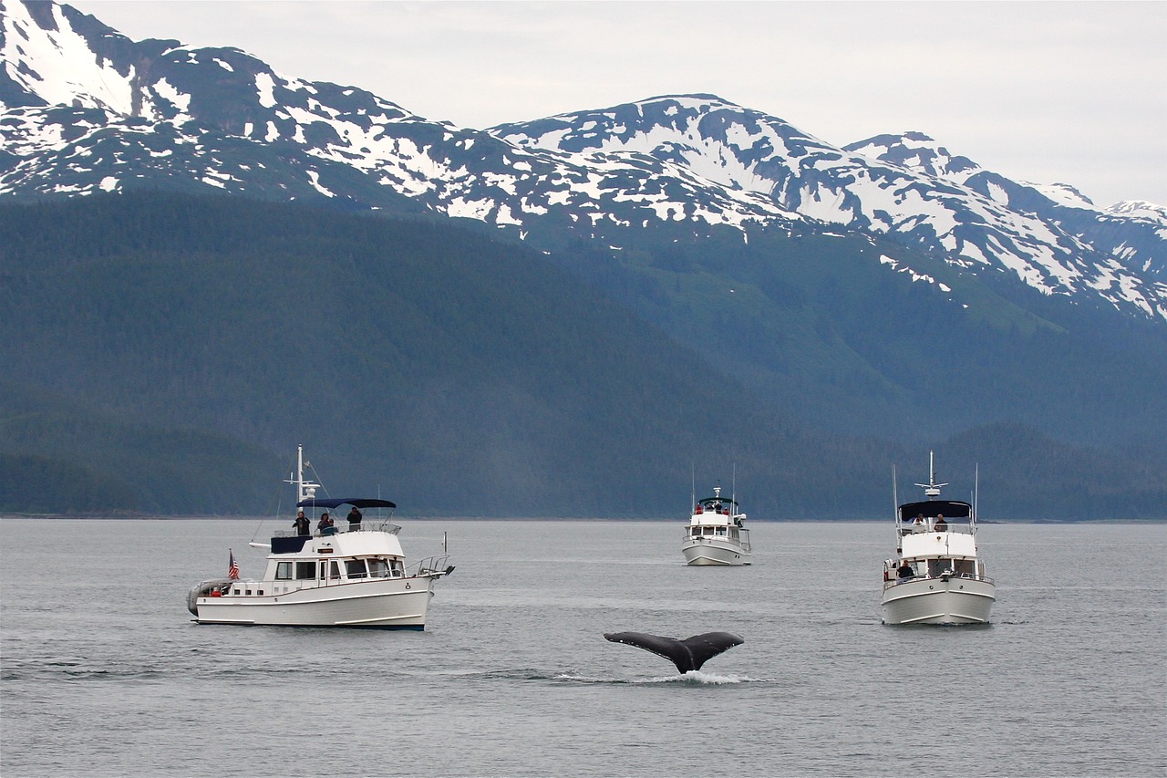 Image - alaska whale tail ocean sea