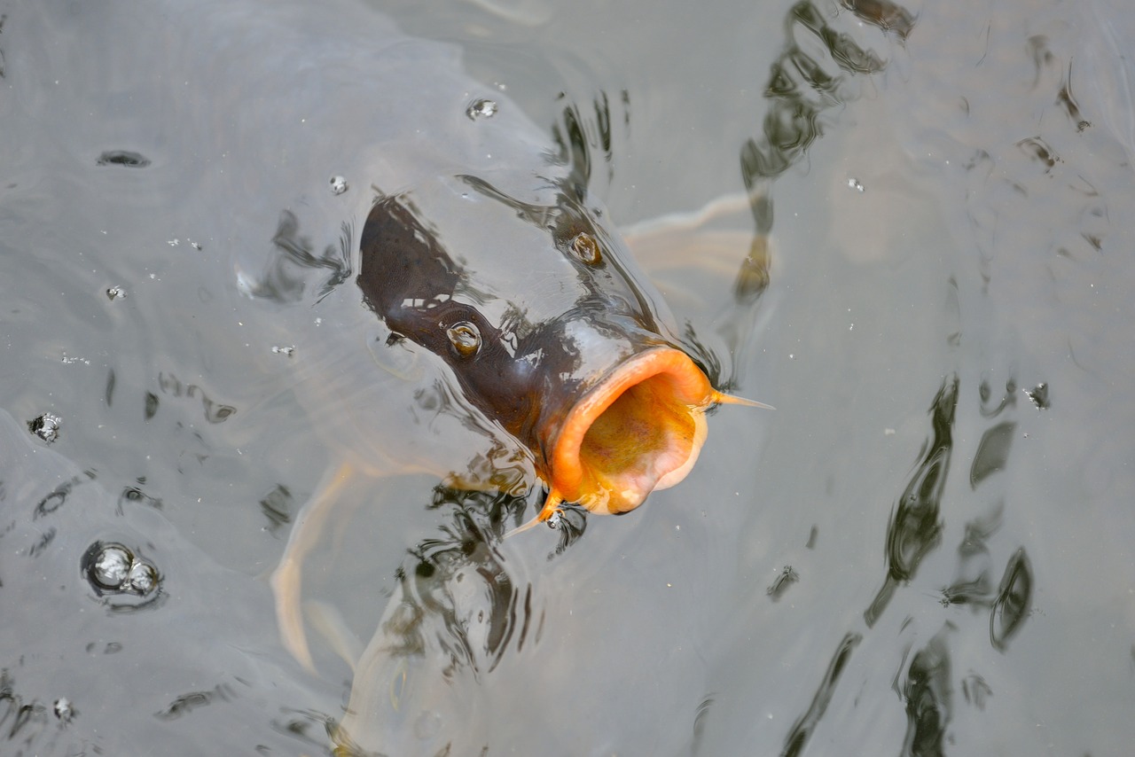 Image - fish pond water carp freshwater