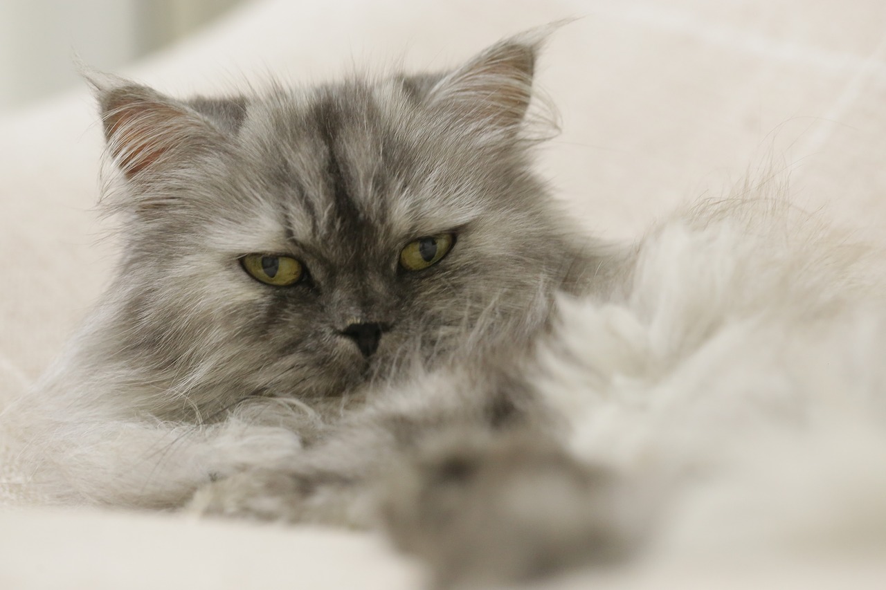 Image - persian cat feline honey