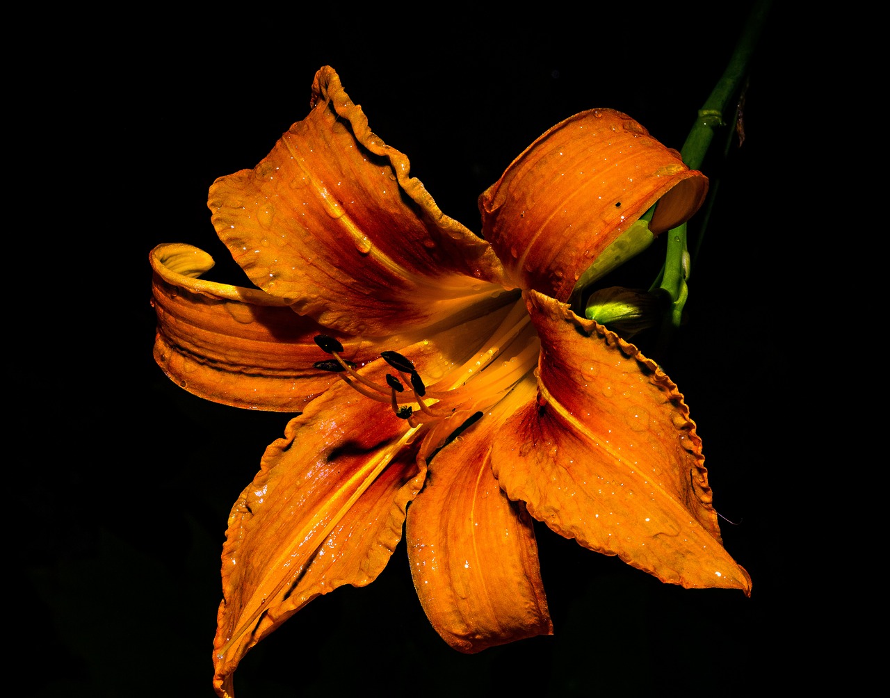 Image - flower orange macro orange blossom