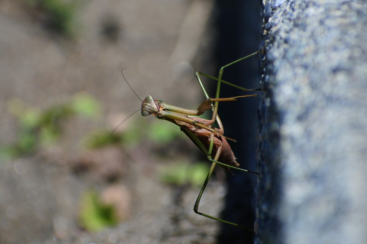 Image - natural landscape insect mantis 蟷螂