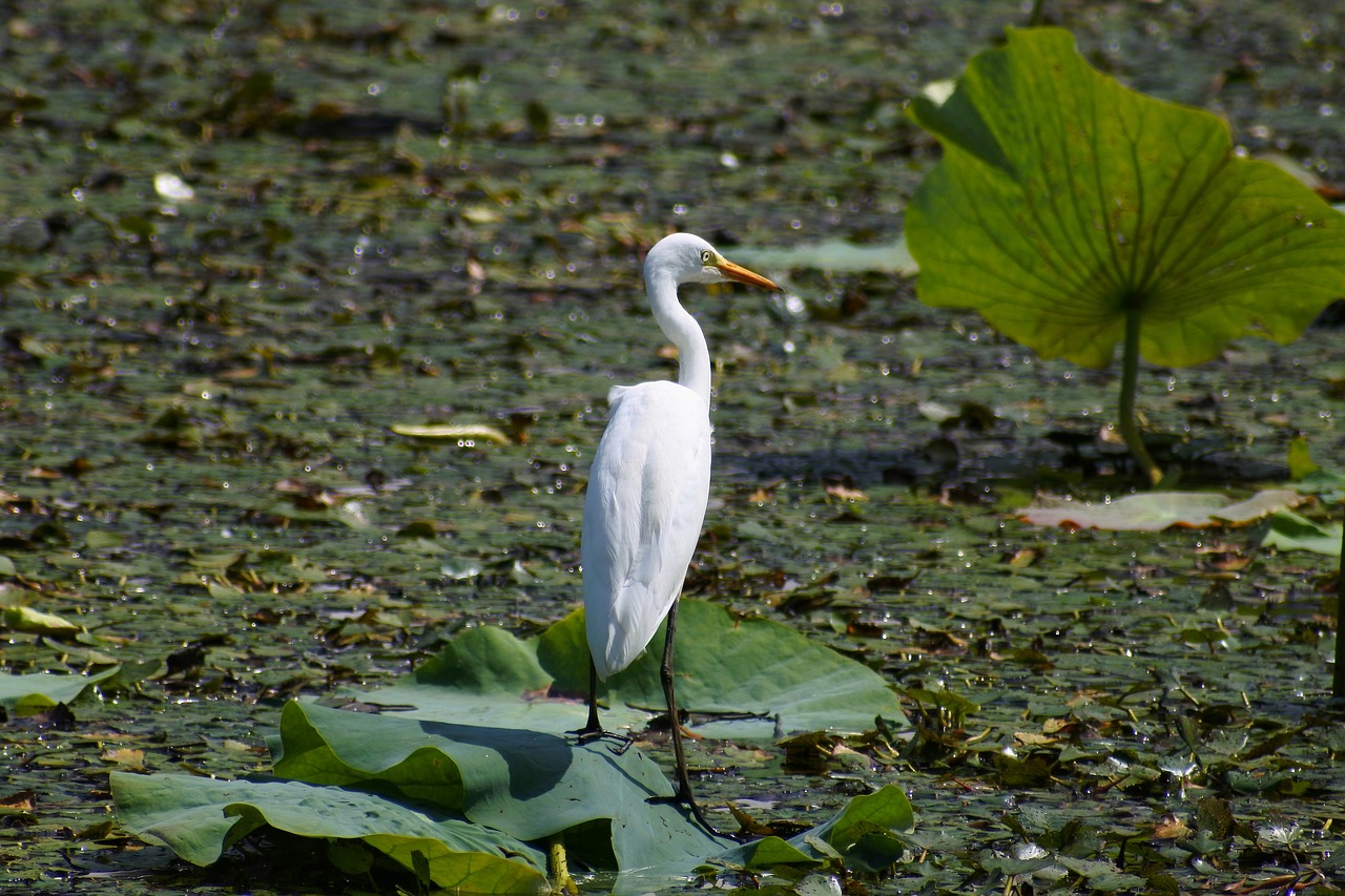 Image - animal pond waterside leaf