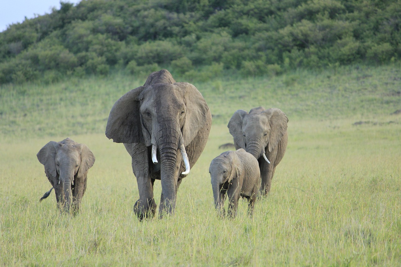 Image - elephant masai mara africa cat