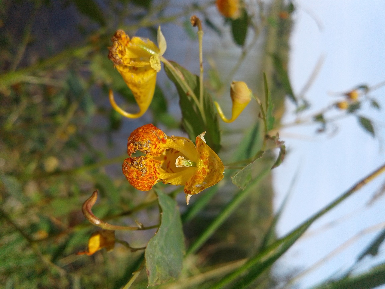 Image - wildflower minnesota lake flora