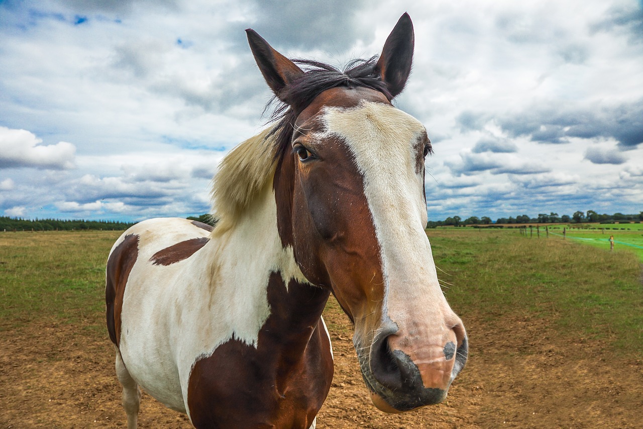Image - horse animal farm england