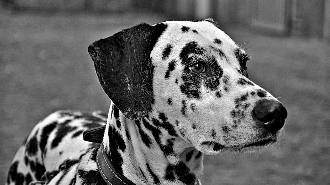 Image - dogs animals dalmatian pet dog