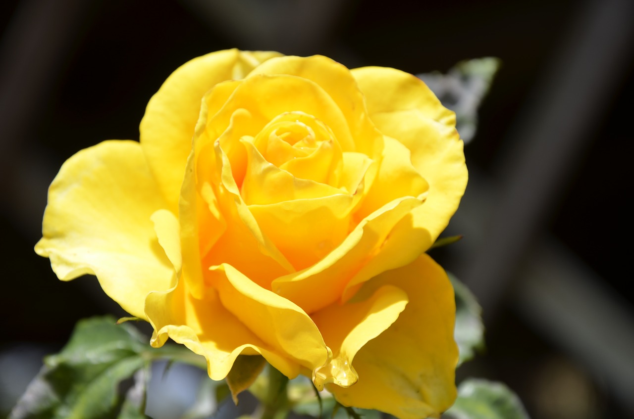 Image - rosa yellow flower nature