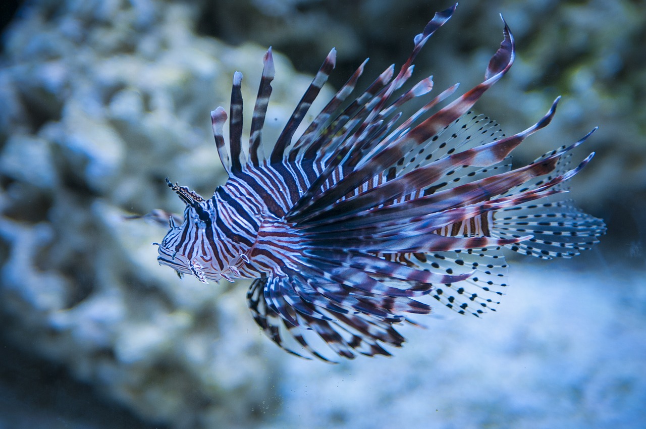 Image - lion fish lionfish seaquest