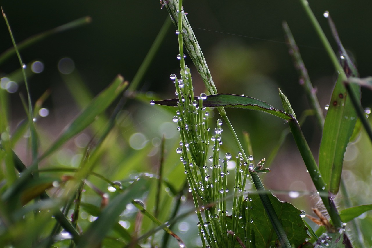 Image - natural landscape plant grass rain