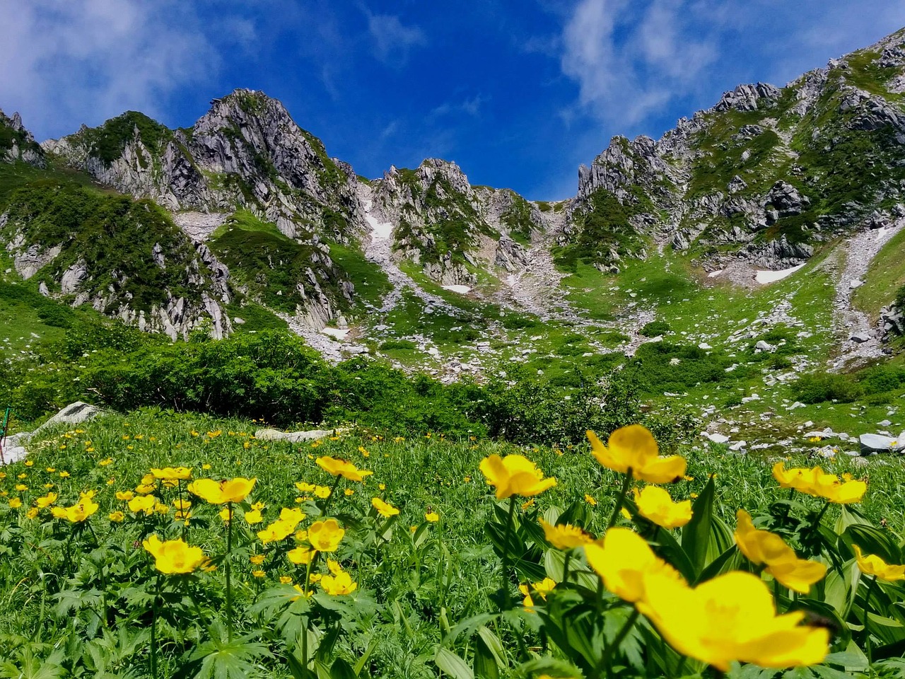 Image - alps alpine plant mountain