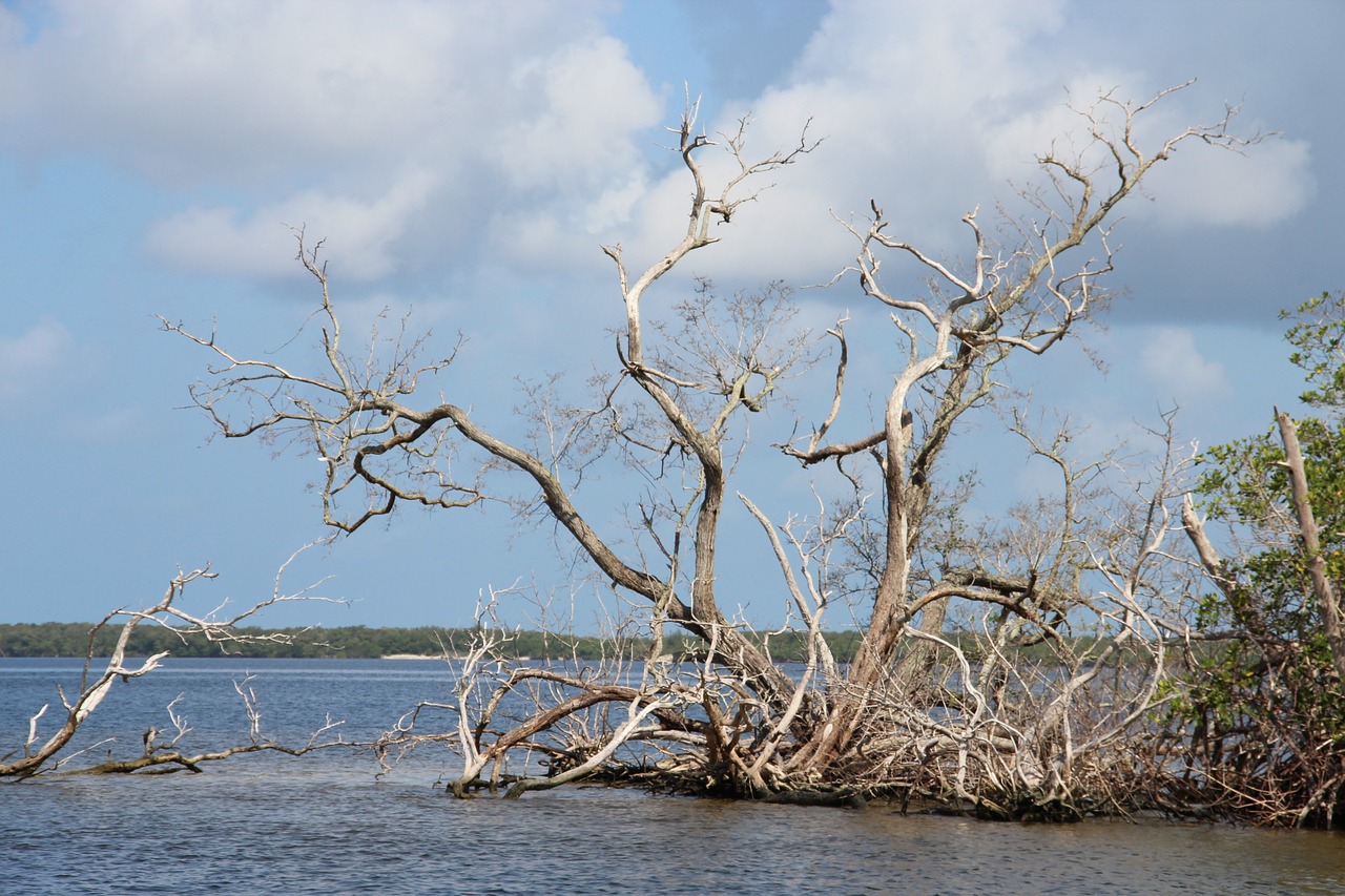 Image - sea standgut florida clouds water