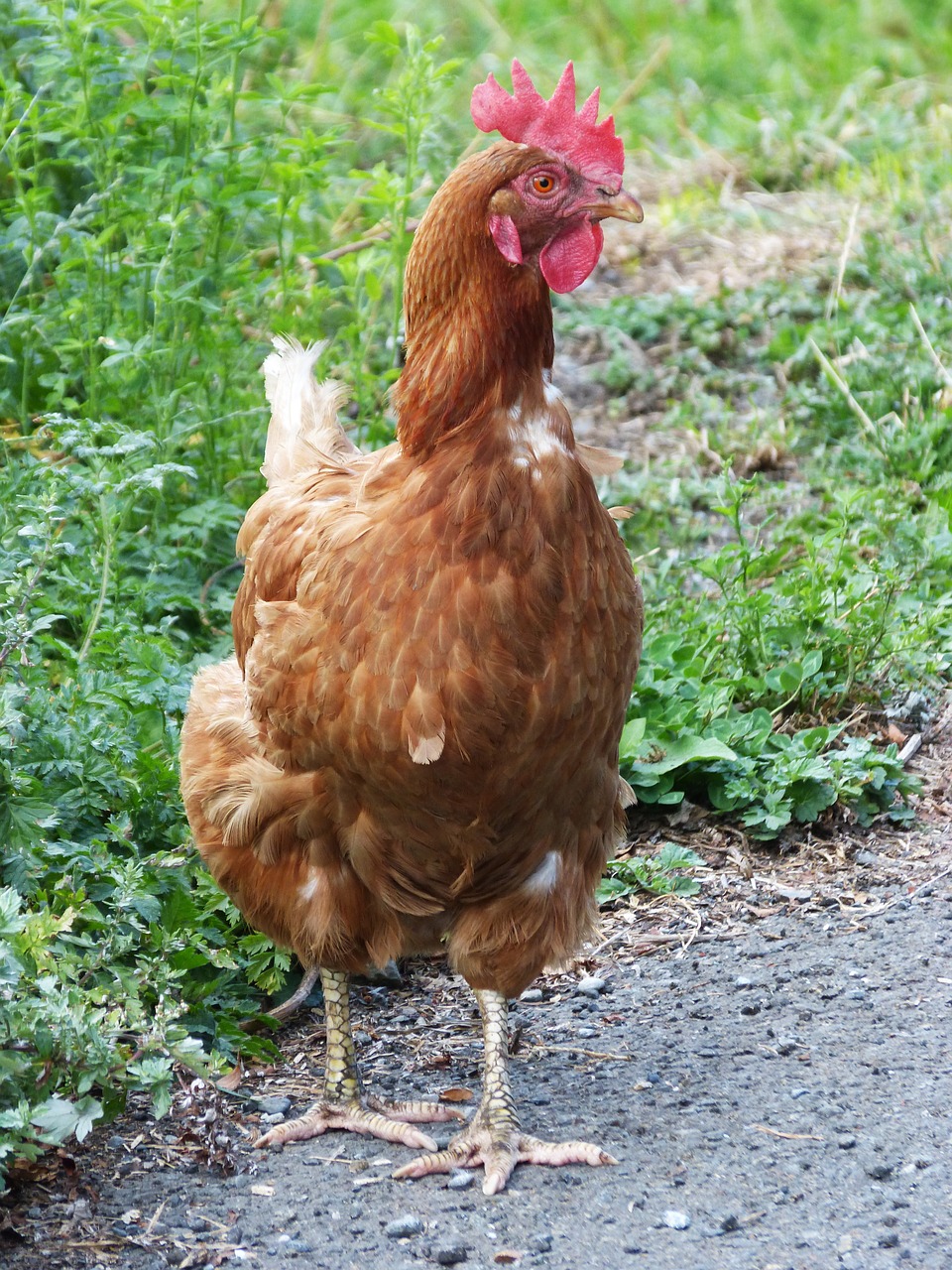 Image - hen freedom field prado