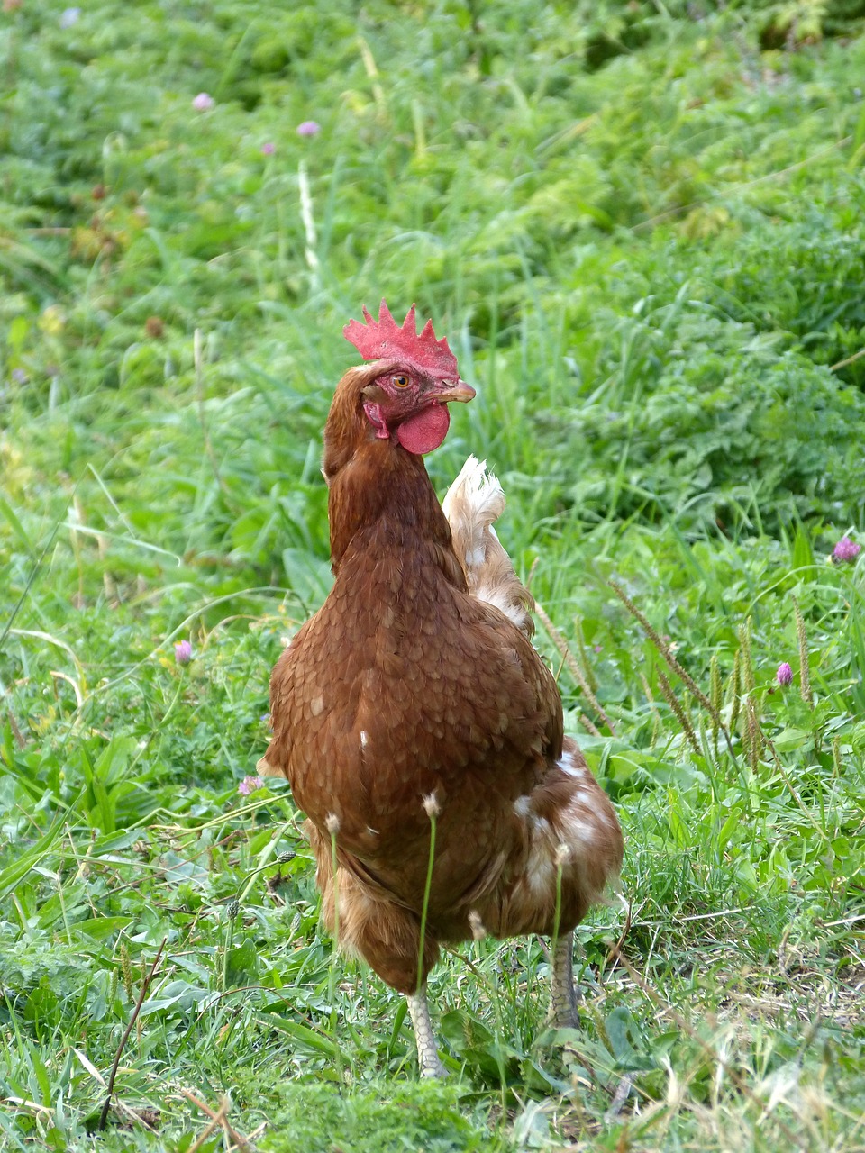 Image - hen freedom field prado