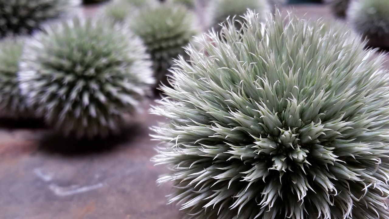 Image - thistle spur sting prickly