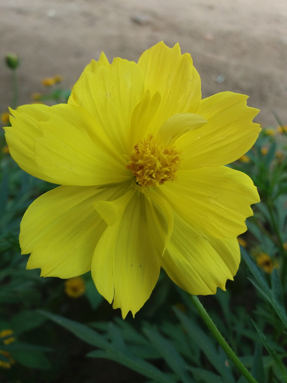 Image - flower bunga gardener close up