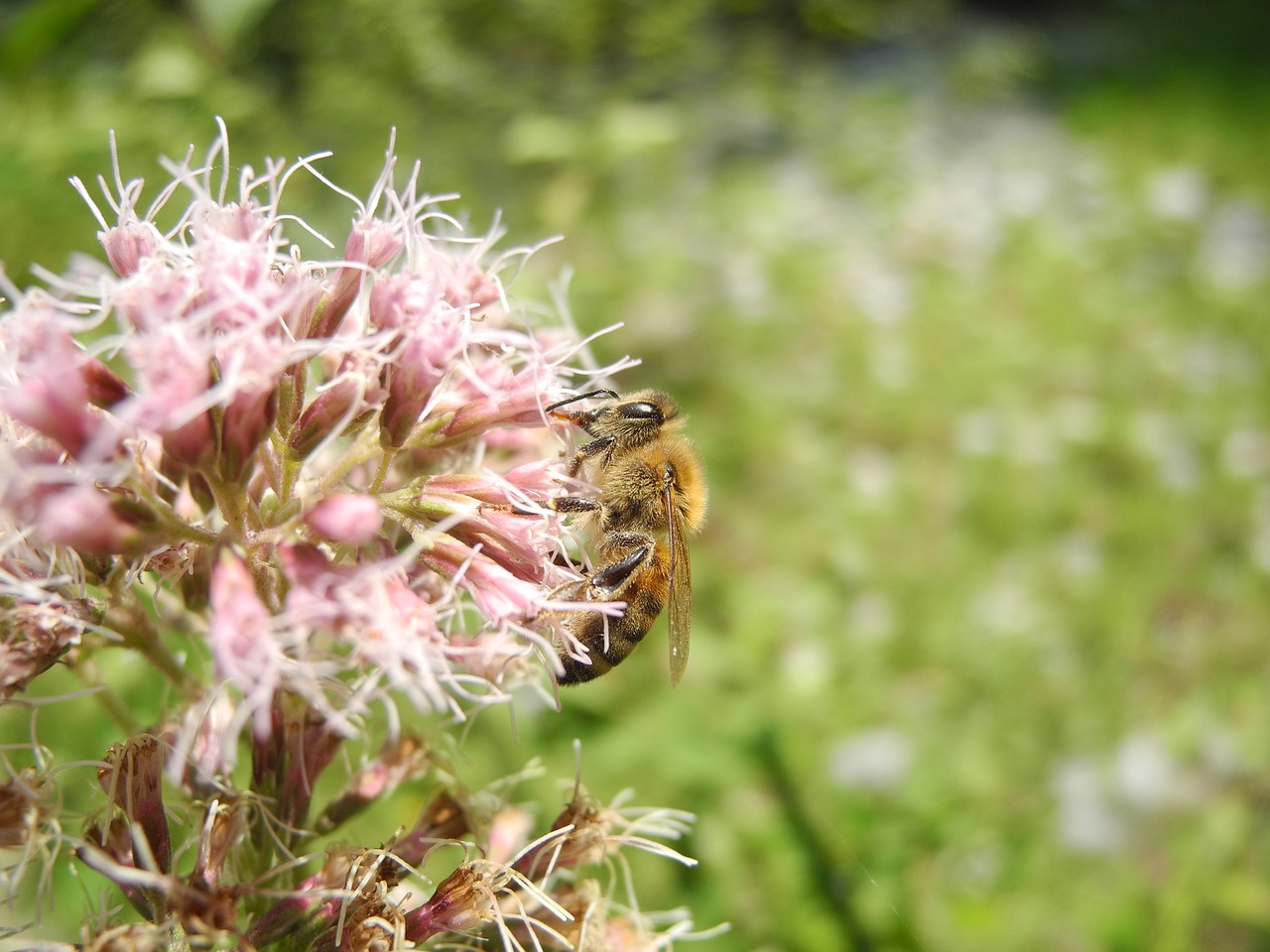 Image - bee animal forage fauna flora