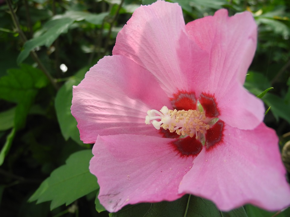 Image - pink flower petal pink pistils