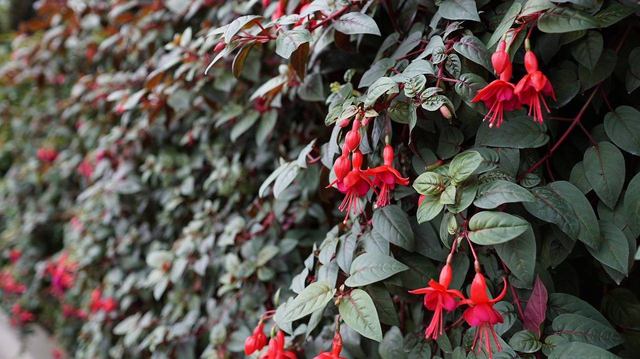 Image - flower plant plant wall hedge