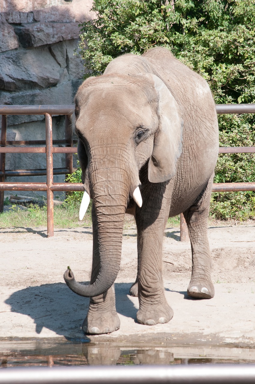 Image - elephant zoo summer animal