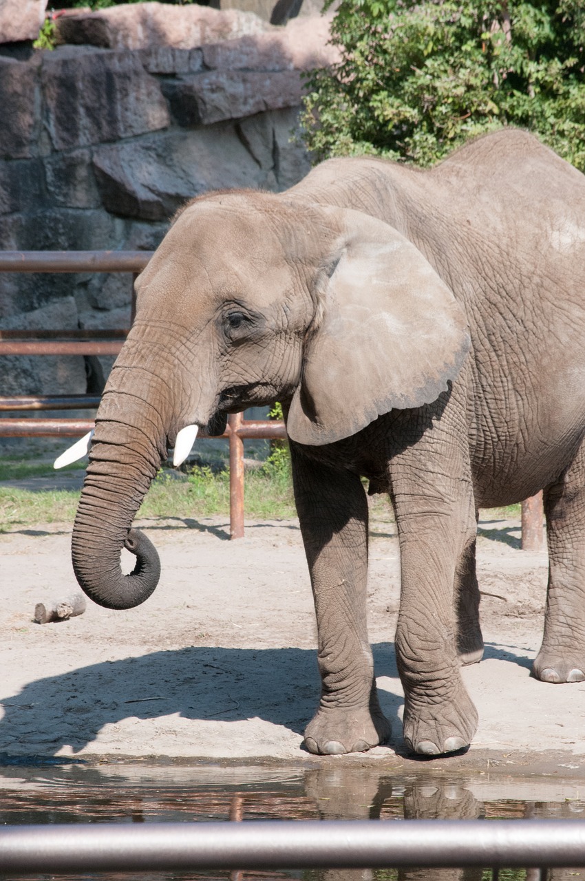 Image - elephant zoo summer animal