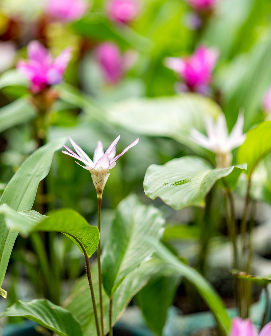 Image - flower wild bokeh color nature