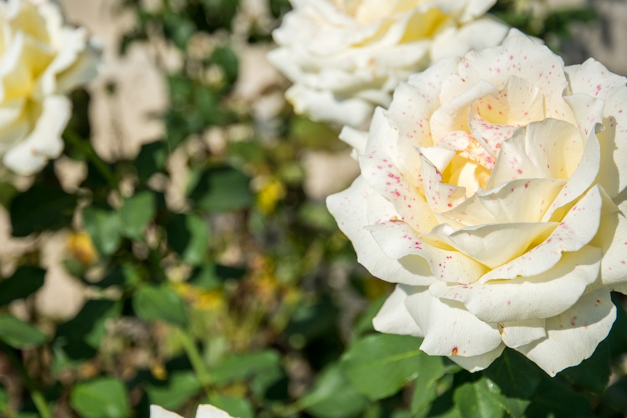 Image - white rose green gree flower