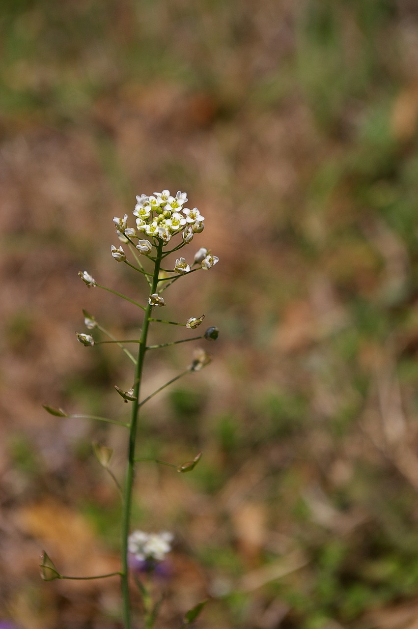 Image - plantain plants weeds pool