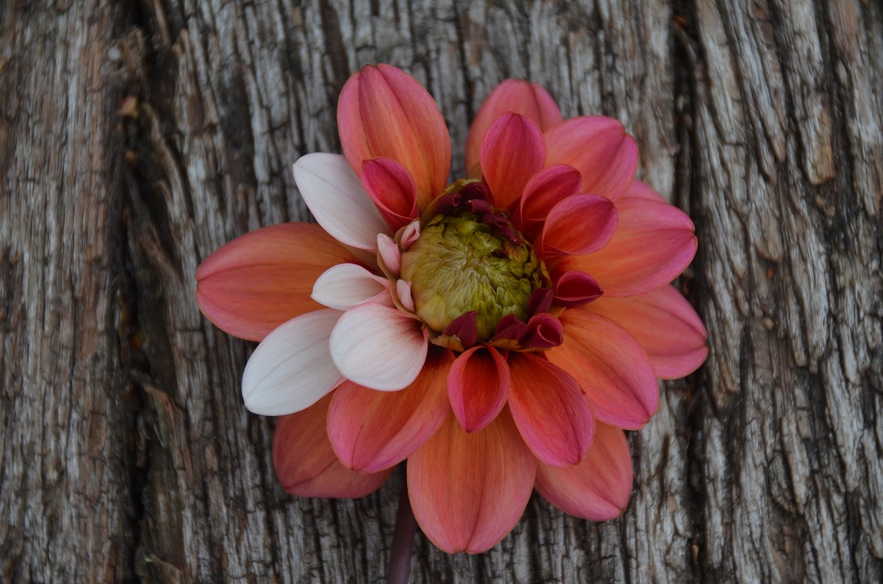 Image - dahlia flower floral garden nature