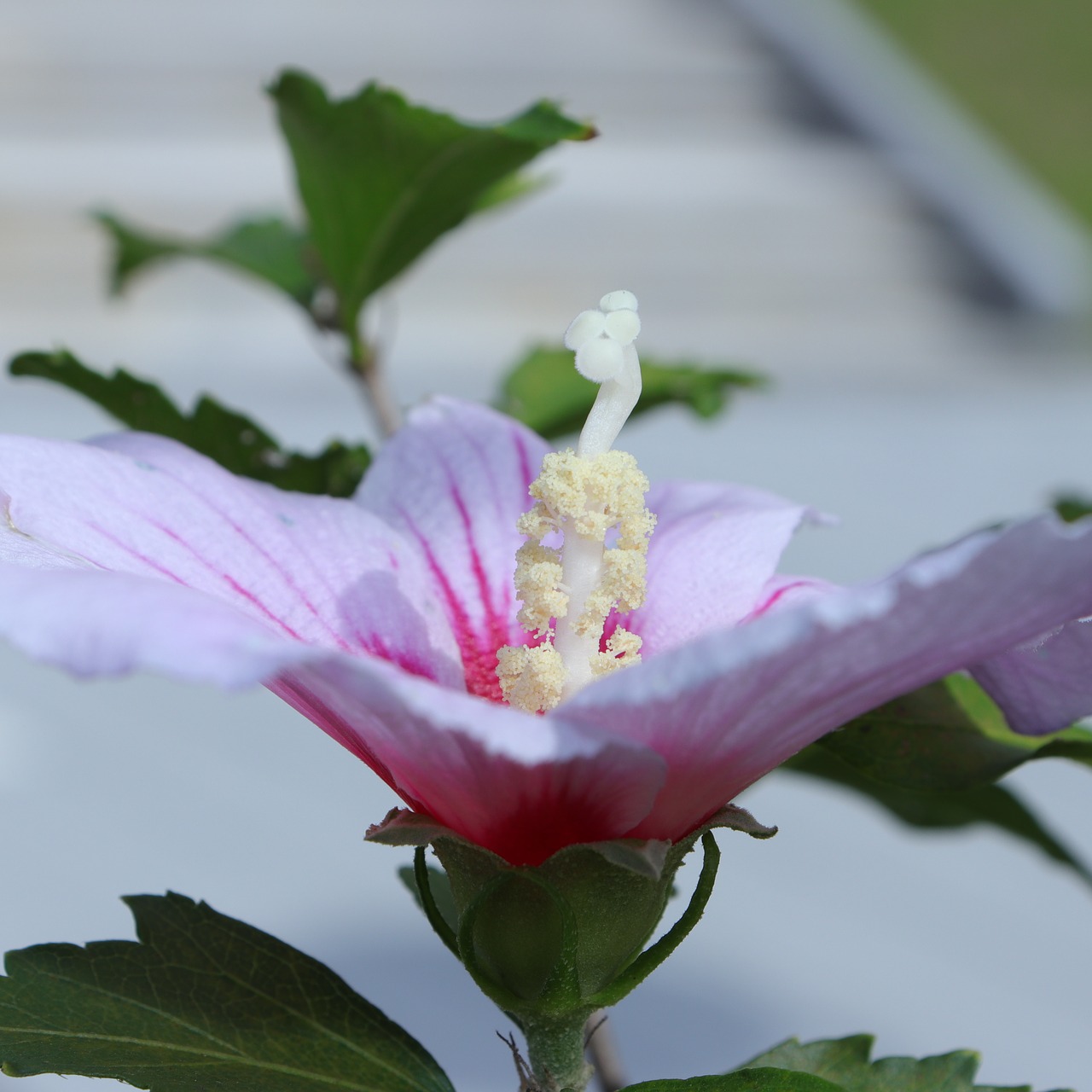 Image - rose of sharon rose sharon