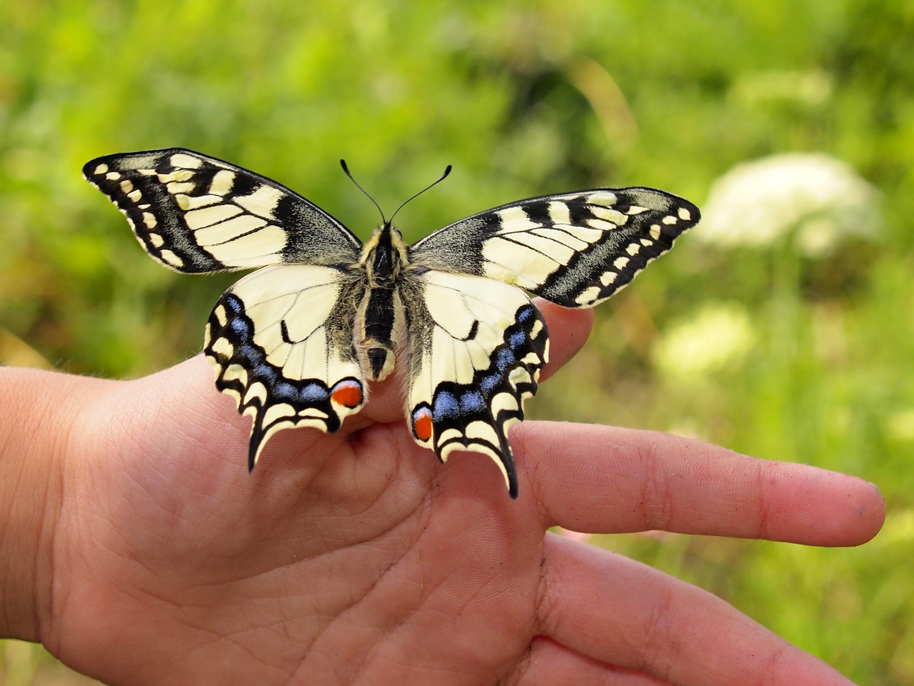 Image - butterfly dovetail hand colorful