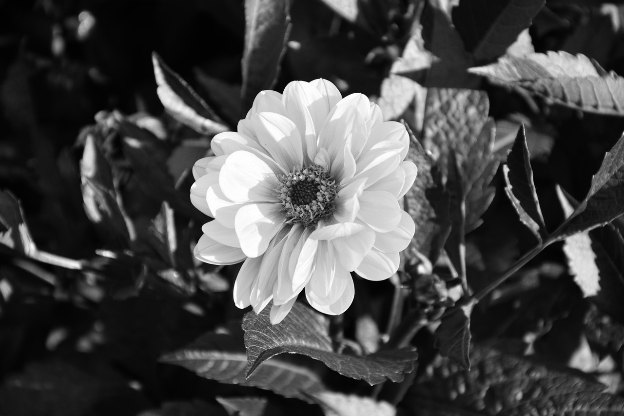 Image - flower photo black white bouquet