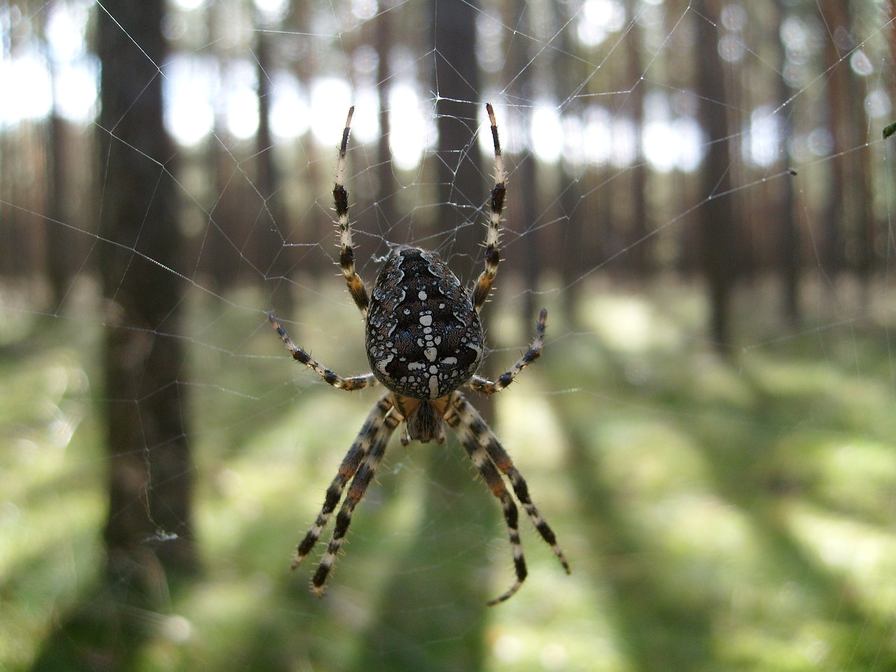 Image - spider macro cobweb araneus nature