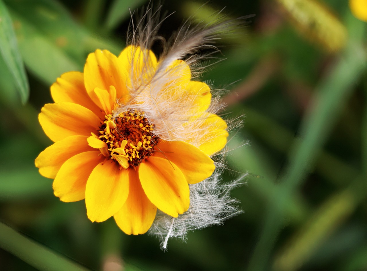 Image - zinie flower summer blossom bloom